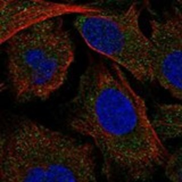 Anti-MAP4K5 antibody produced in rabbit Prestige Antibodies&#174; Powered by Atlas Antibodies, affinity isolated antibody, buffered aqueous glycerol solution