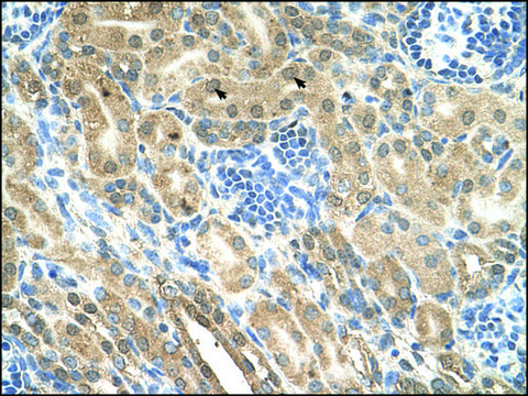 Anti-IHH antibody produced in rabbit IgG fraction of antiserum