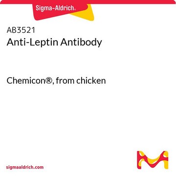 Anti-Leptin Antibody Chemicon&#174;, from chicken