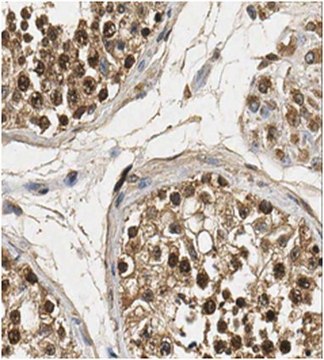 Anti-FOXM1 Antibody from rabbit, purified by affinity chromatography