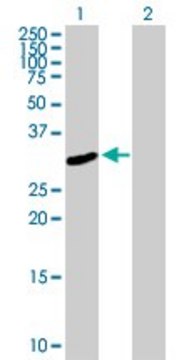 Anti-FRMPD2 antibody produced in mouse purified immunoglobulin, buffered aqueous solution