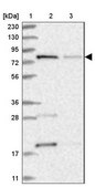 Anti-MTO1 antibody produced in rabbit Prestige Antibodies® Powered by Atlas Antibodies, affinity isolated antibody, buffered aqueous glycerol solution, ab1