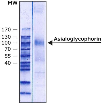 Asialoglycophorin from Human Blood Type&nbsp;MN lyophilized powder