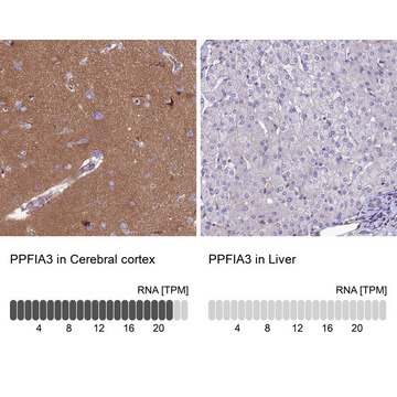 Anti-PPFIA3 antibody produced in rabbit Prestige Antibodies&#174; Powered by Atlas Antibodies, affinity isolated antibody, buffered aqueous glycerol solution