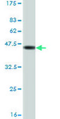 Monoclonal Anti-TGM2 antibody produced in mouse clone 2F4, purified immunoglobulin, buffered aqueous solution