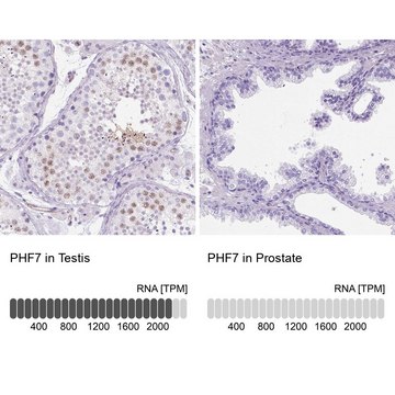 Anti-PHF7 antibody produced in rabbit Prestige Antibodies&#174; Powered by Atlas Antibodies, affinity isolated antibody, buffered aqueous glycerol solution