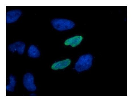 单克隆抗 HA 标签 小鼠抗 clone GT423, affinity isolated antibody