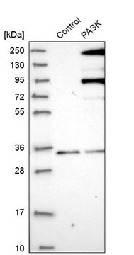 Anti-PASK antibody produced in rabbit Prestige Antibodies&#174; Powered by Atlas Antibodies, affinity isolated antibody, buffered aqueous glycerol solution