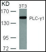Anti-PLCG1 (Ab-771) antibody produced in rabbit affinity isolated antibody