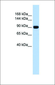 Anti-TMEM16A antibody produced in rabbit affinity isolated antibody