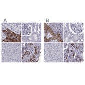 Anti-PCSK1N antibody produced in rabbit Prestige Antibodies® Powered by Atlas Antibodies, affinity isolated antibody, buffered aqueous glycerol solution