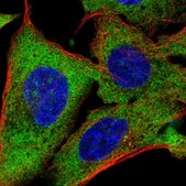 Anti-TMEM189 antibody produced in rabbit Prestige Antibodies® Powered by Atlas Antibodies, affinity isolated antibody, buffered aqueous glycerol solution