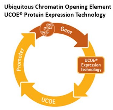 UCOE&#174; Single Expression Hygromycin Vector Set