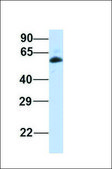 Anti-GPR75 antibody produced in rabbit affinity isolated antibody