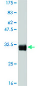 Monoclonal Anti-TAF11, (C-terminal) antibody produced in mouse clone 3D3, purified immunoglobulin, buffered aqueous solution