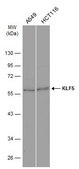 Anti-KLF5 antibody produced in rabbit