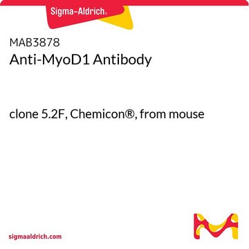 抗-MyoD1抗体 clone 5.2F, Chemicon&#174;, from mouse