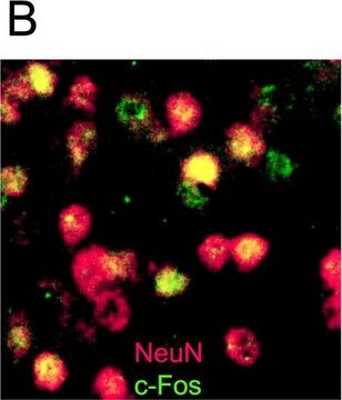 Anti-NeuN Antibody, clone A60, biotin conjugated clone A60, Chemicon&#174;, from mouse