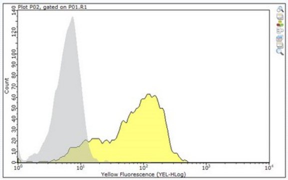 Anti-MULT1 Antibody, clone 1D6 clone 1D6, from rat