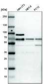ANTI-CDK19 antibody produced in rabbit Prestige Antibodies® Powered by Atlas Antibodies, affinity isolated antibody, buffered aqueous glycerol solution
