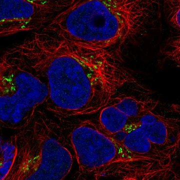 Anti-BLOC1S3 antibody produced in rabbit Prestige Antibodies&#174; Powered by Atlas Antibodies, affinity isolated antibody