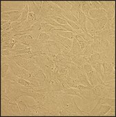 Feline Chondrocytes: FC (Cryovial)