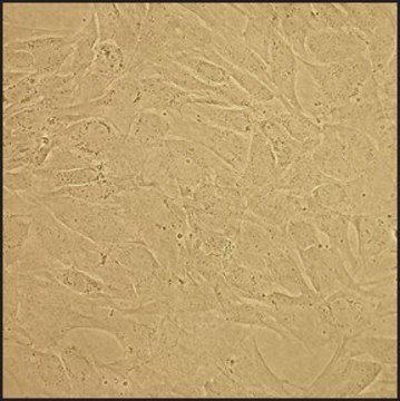 Feline Chondrocytes: FC (Cryovial)