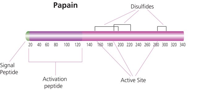 木瓜蛋白酶 来源于木瓜乳液 lyophilized powder, &#8805;10&#160;units/mg protein