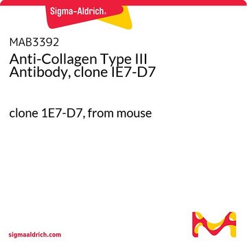 Anti-Collagen Type III Antibody, clone IE7-D7 clone 1E7-D7, from mouse