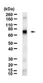 Anti-P2X7 Antibody, clone 1D23-1 ZooMAb® Rabbit Monoclonal recombinant, expressed in HEK 293 cells