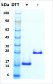 BMP-2 human recombinant, expressed in HEK 293 cells, ≥95% (SDS-PAGE)
