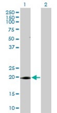 Anti-ANAPC10 antibody produced in rabbit purified immunoglobulin, buffered aqueous solution