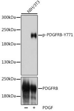 Anti-Phospho-PDGFRB-Y771 antibody produced in rabbit