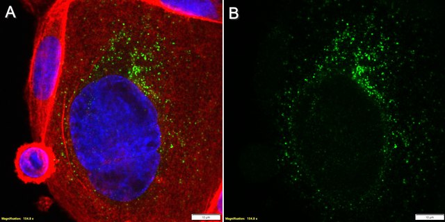 Anti-Perforin-1 Antibody, clone dG9 ZooMAb&#174; Mouse Monoclonal recombinant, expressed in HEK 293 cells