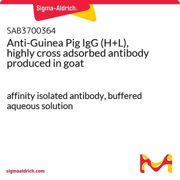 Anti-Guinea Pig IgG (H+L), highly cross adsorbed antibody produced in goat affinity isolated antibody, buffered aqueous solution