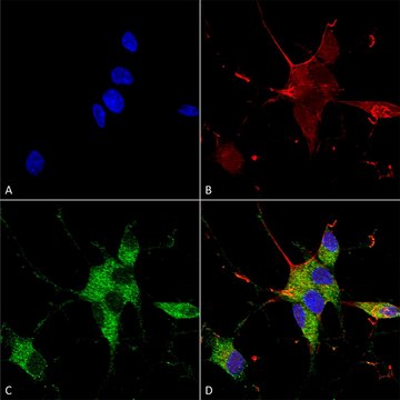 Monoclonal Anti-Nrcam - Percp antibody produced in mouse clone S364-51, purified immunoglobulin