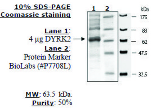 DYRK2 Active human recombinant, expressed in baculovirus infected insect cells, &#8805;50% (SDS-PAGE)