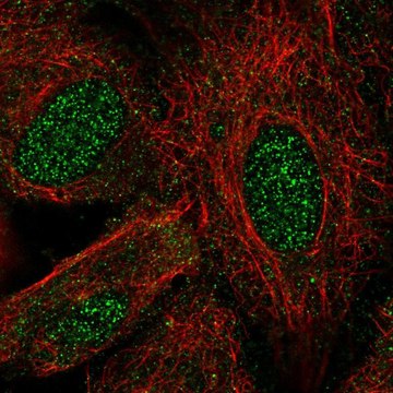 Anti-LHX8 antibody produced in rabbit Prestige Antibodies&#174; Powered by Atlas Antibodies, affinity isolated antibody