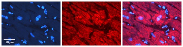 Anti-NXF1 antibody produced in rabbit affinity isolated antibody