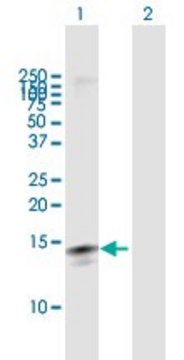 Anti-LY6D antibody produced in mouse purified immunoglobulin, buffered aqueous solution