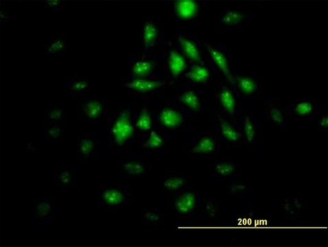 Monoclonal Anti-KLF10 antibody produced in mouse clone 4G9, purified immunoglobulin, buffered aqueous solution