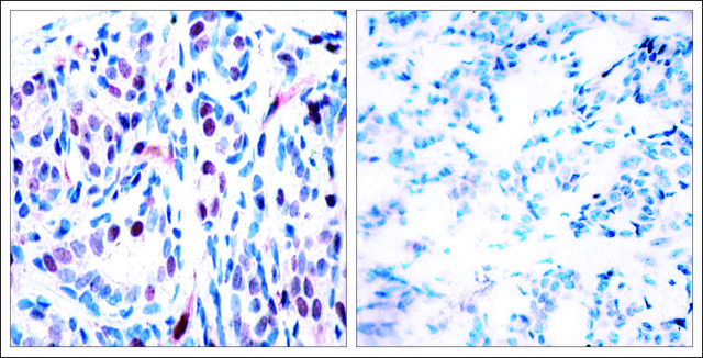 Anti-phospho-STAT3 (pTyr705) antibody produced in rabbit affinity isolated antibody