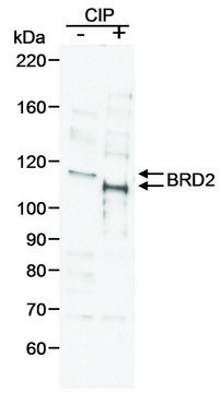 Goat anti-BRD2 Antibody, Affinity Purified Powered by Bethyl Laboratories, Inc.