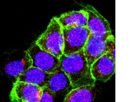 Anti-Sin1 Antibody, clone 1C7.2 clone 1C7.2, from mouse