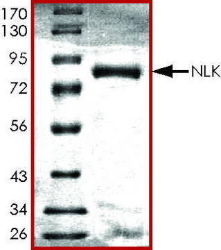 NLK, active, GST tagged human PRECISIO&#174;, recombinant, expressed in baculovirus infected Sf9 cells, &#8805;70% (SDS-PAGE), buffered aqueous glycerol solution