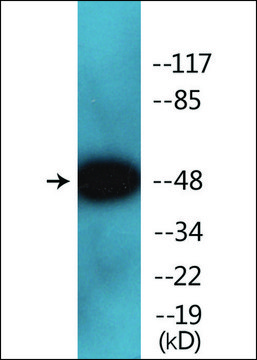 Anti-phospho-Smad2/3 (pThr8) antibody produced in rabbit affinity isolated antibody