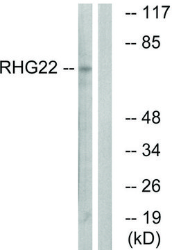 Anti-RHG22 antibody produced in rabbit affinity isolated antibody