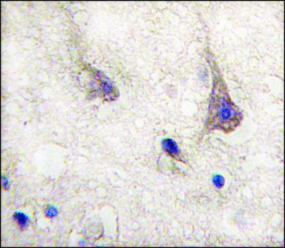 Anti-PIWIL1 (N-term) antibody produced in rabbit saturated ammonium sulfate (SAS) precipitated, buffered aqueous solution