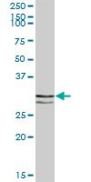 Anti-STX11 antibody produced in mouse purified immunoglobulin, buffered aqueous solution