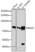 Anti-BAG3 antibody produced in rabbit